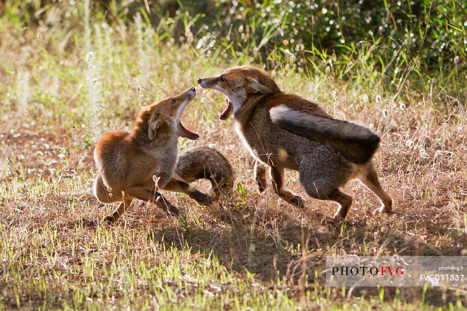 Red fox courtship