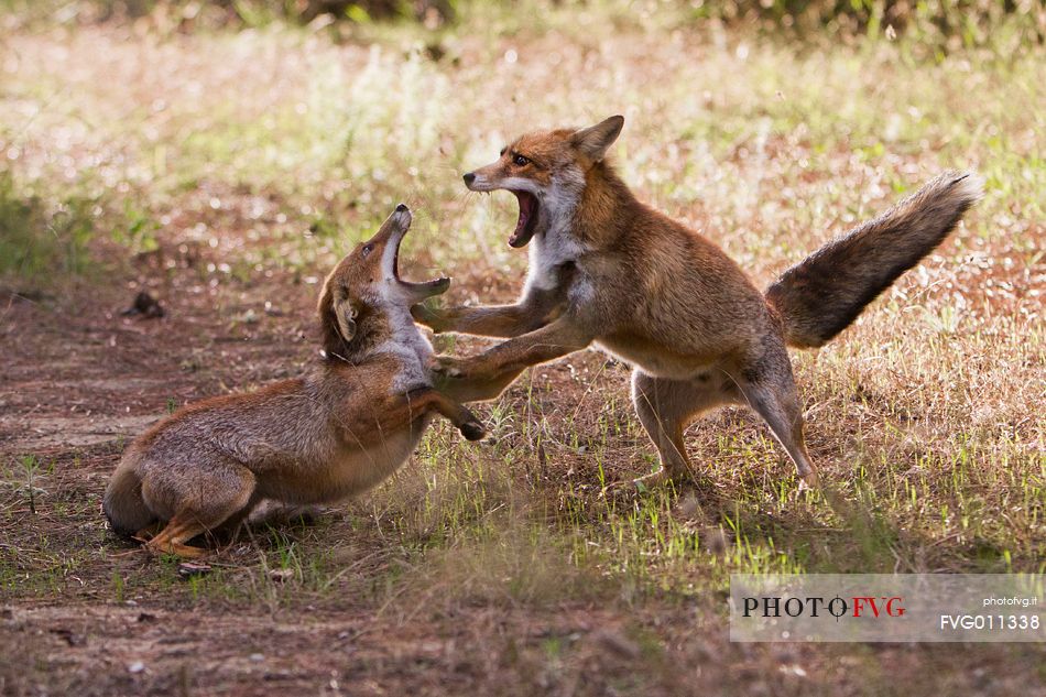 Red fox courtship