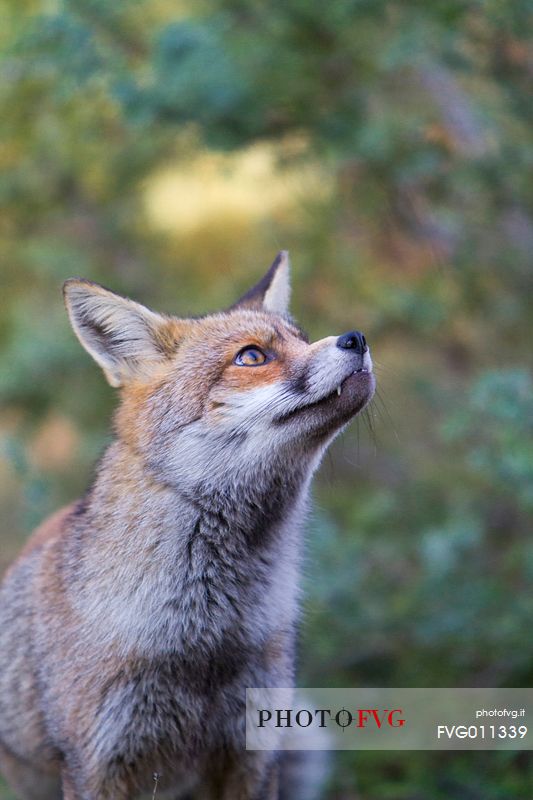 Red fox portrait