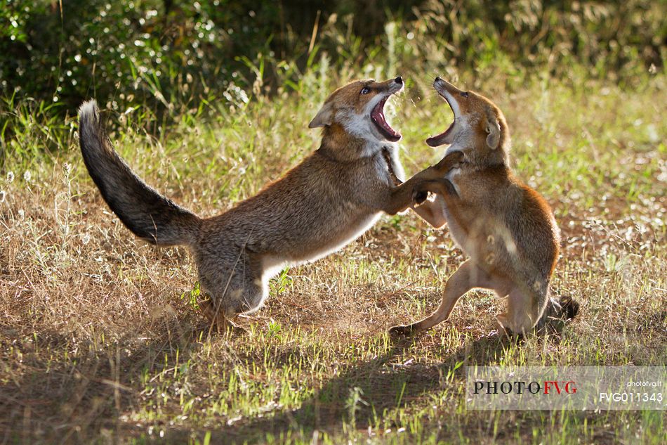 Red fox courtship