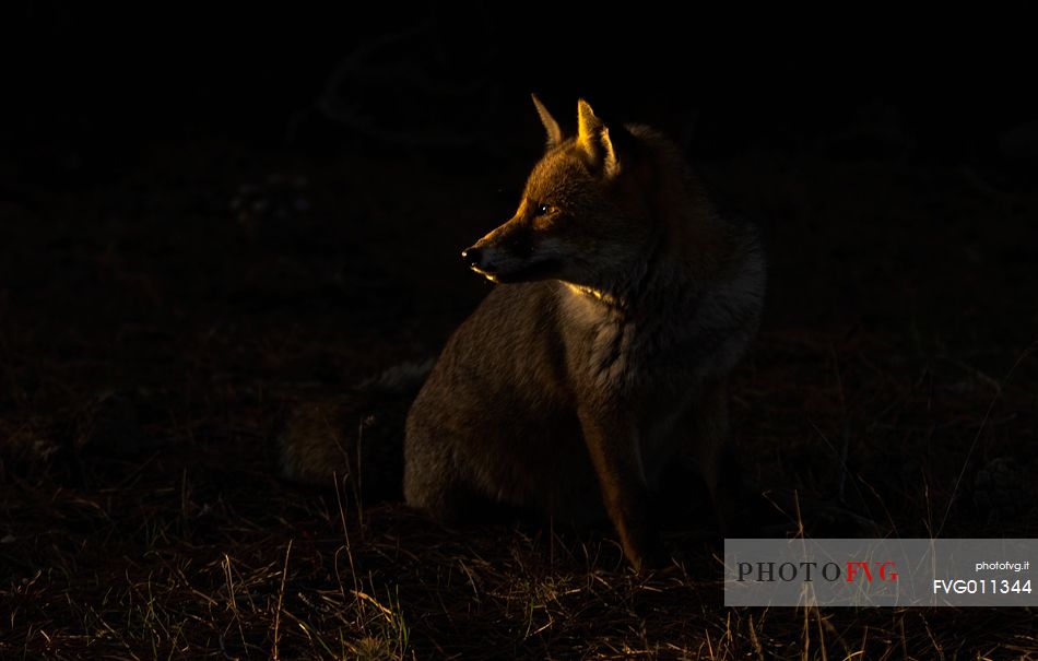Red fox portrait in spot light