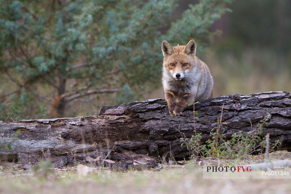 Red fox