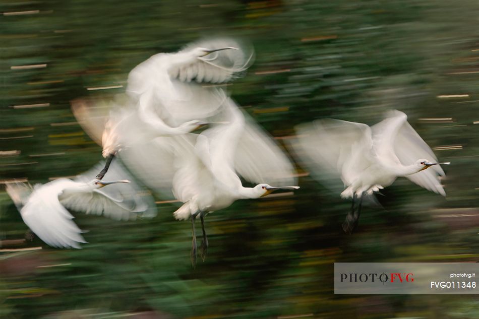 Eurasian spoonbills in flight