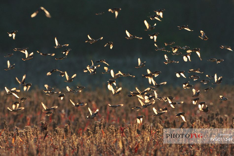 Flock of sparrows in backlight