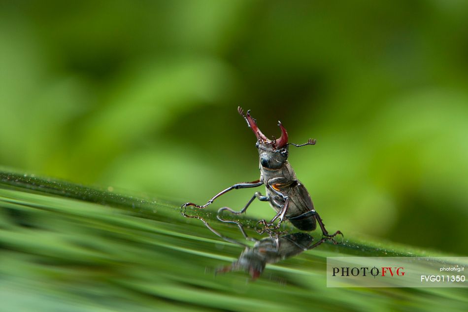 Stag beatle