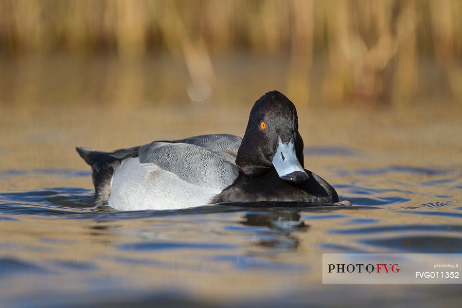 Tufted duck