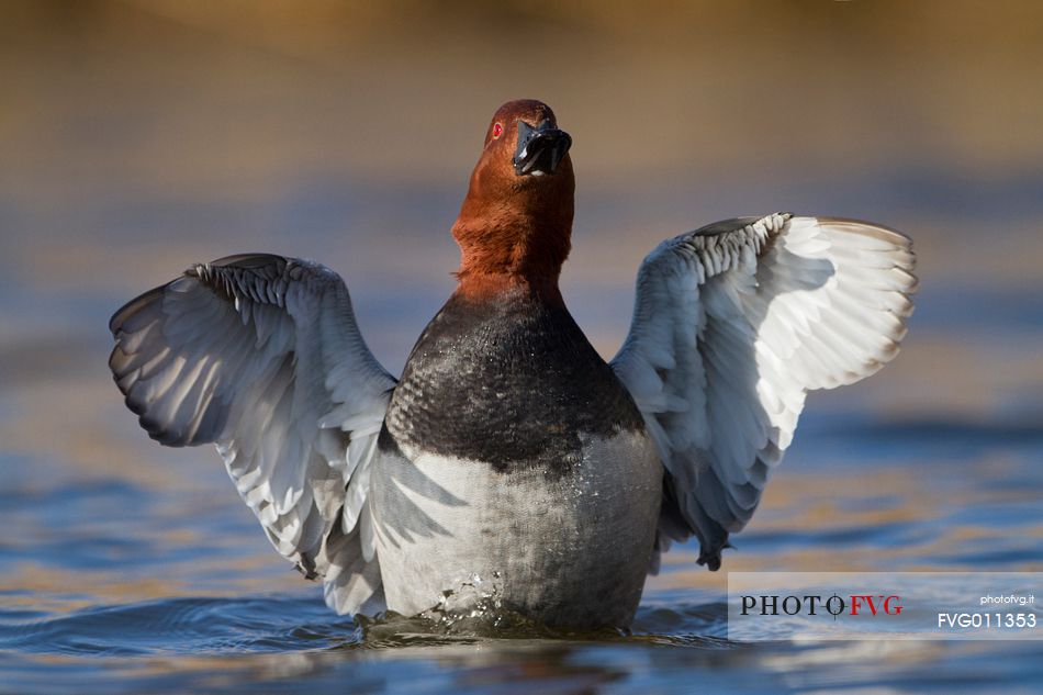 Common pochard