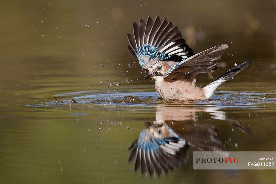 Eurasian jay bath in water