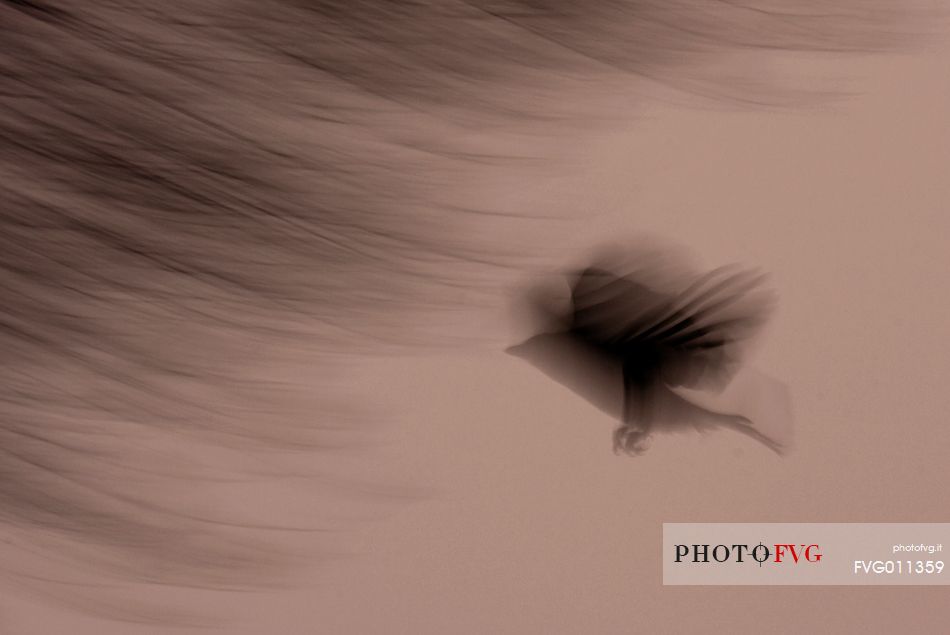 Eurasian jay in backlit light