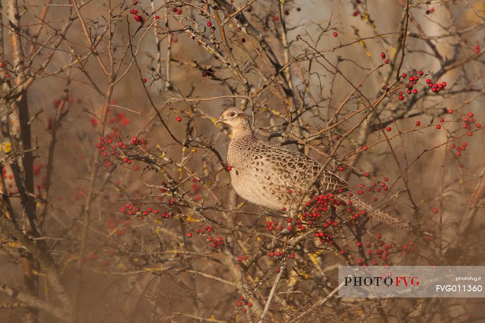 Common pheasant