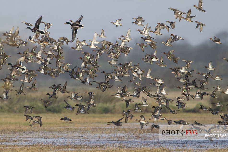 Flock of Eurasia teal, Gadwall,Eurasian wigeon, Mallard