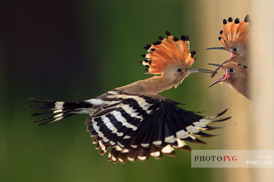 Hoopoe feeding their chicks in flight