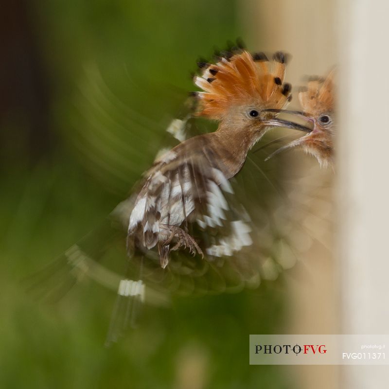 Hoopoe