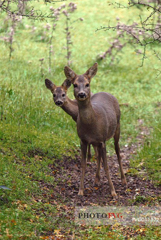 Roe deer with cub