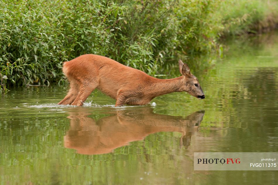 Roe deer