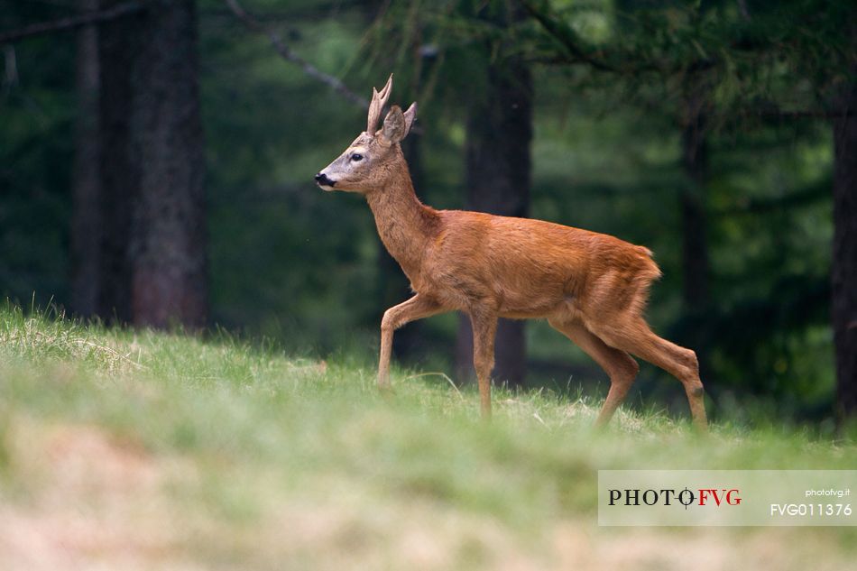 Roe deer