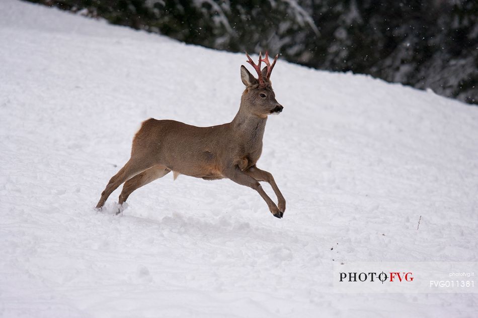 Roe deer