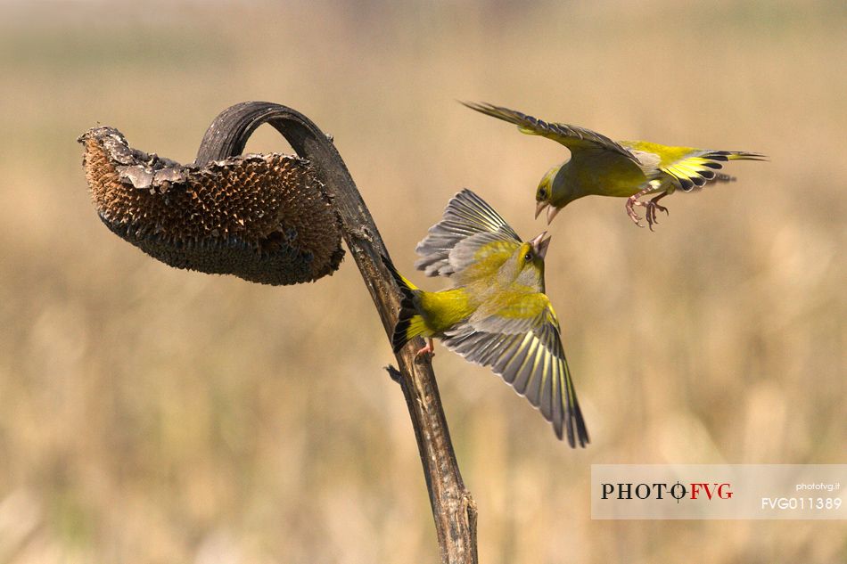 Greenfinch