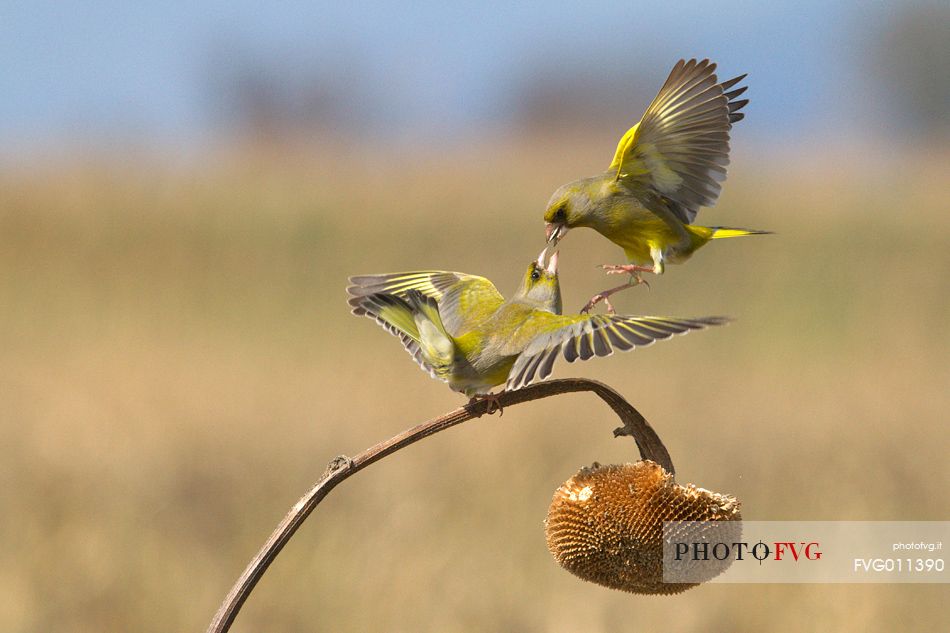 Greenfinch