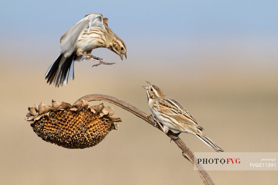 Common reed bunting