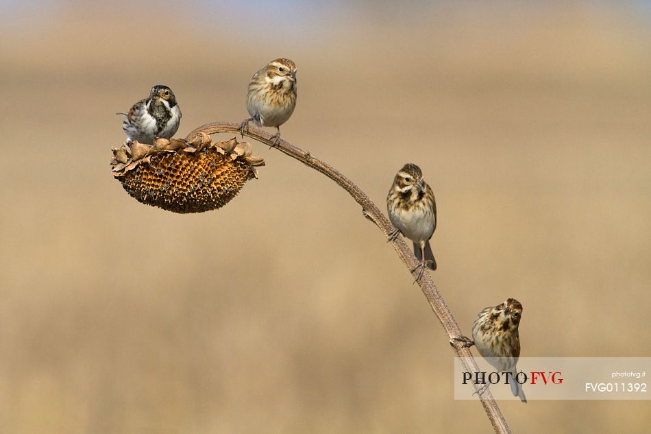 Common reed bunting