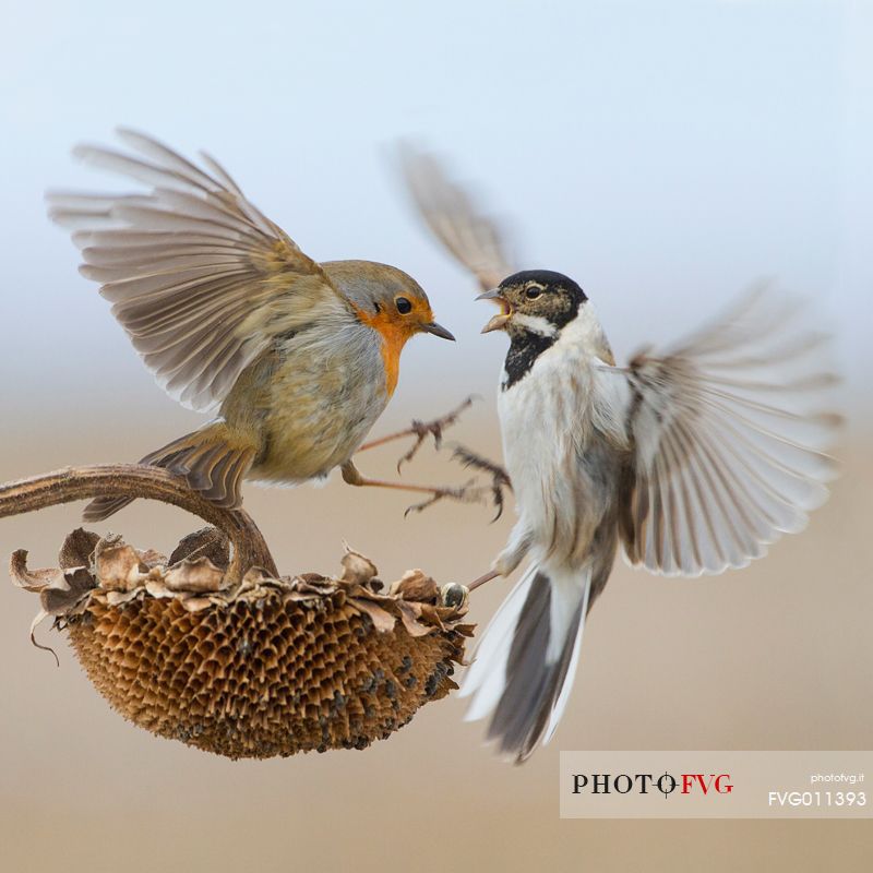 Common reed bunting, European robin