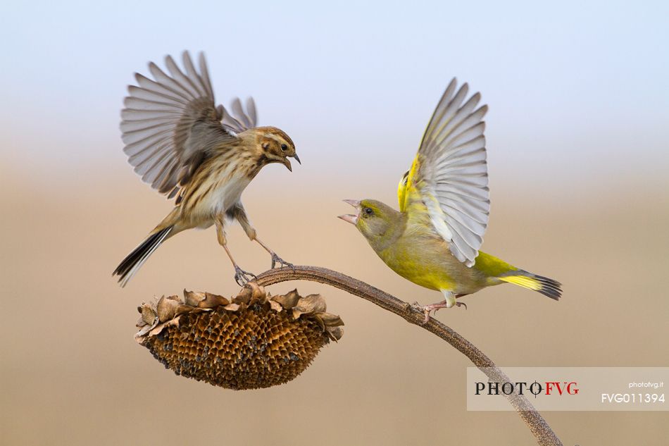 Greenfinch, Common reed bunting