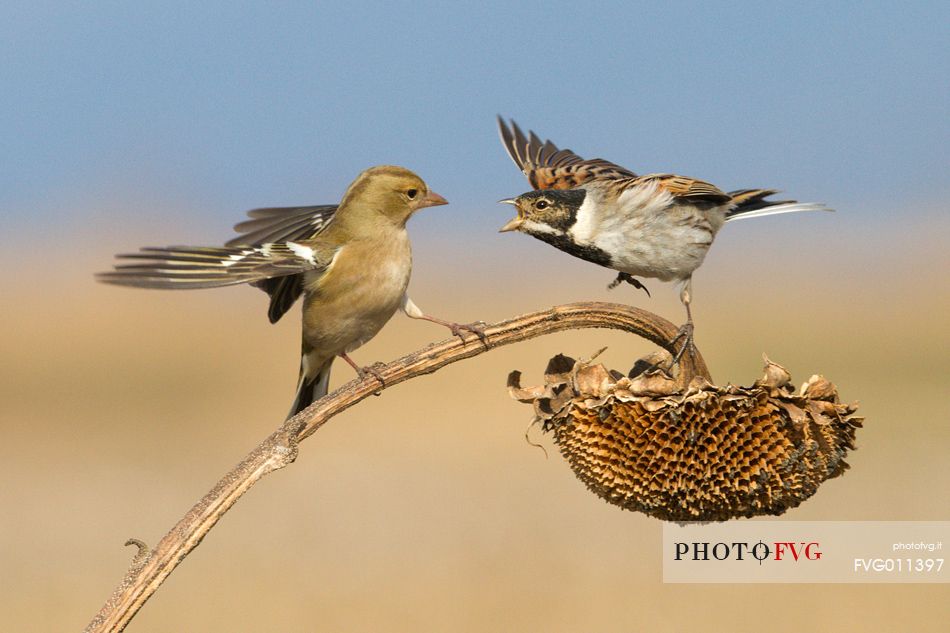 Common reed bunting,Common chaffinch