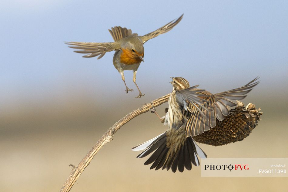 Common reed bunting, European robin