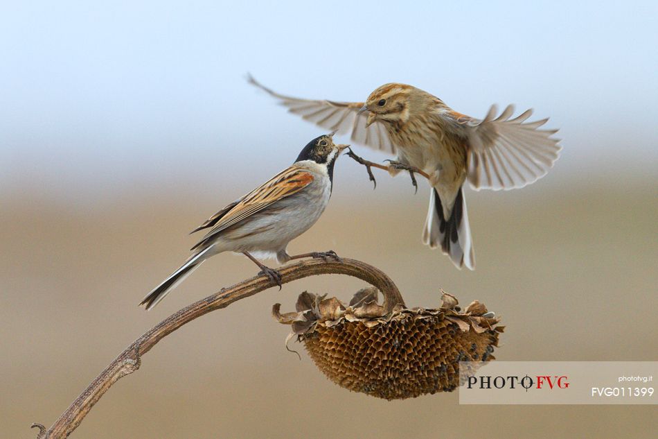 Common reed bunting