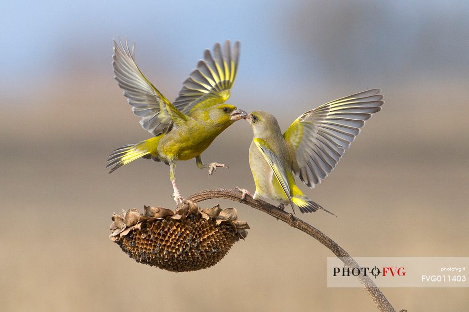 Greenfinch