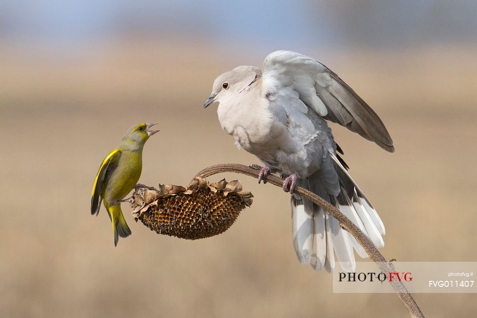 Greenfinch, Collared dove