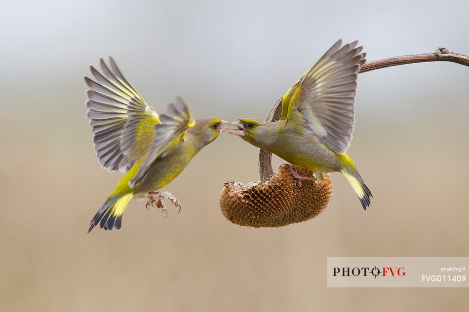 Greenfinch