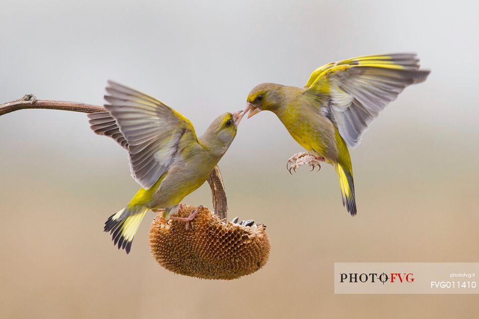 Greenfinch