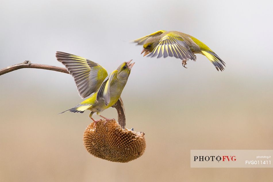 Greenfinch