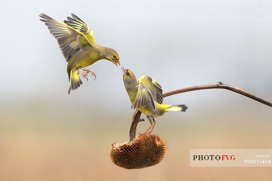 Greenfinch