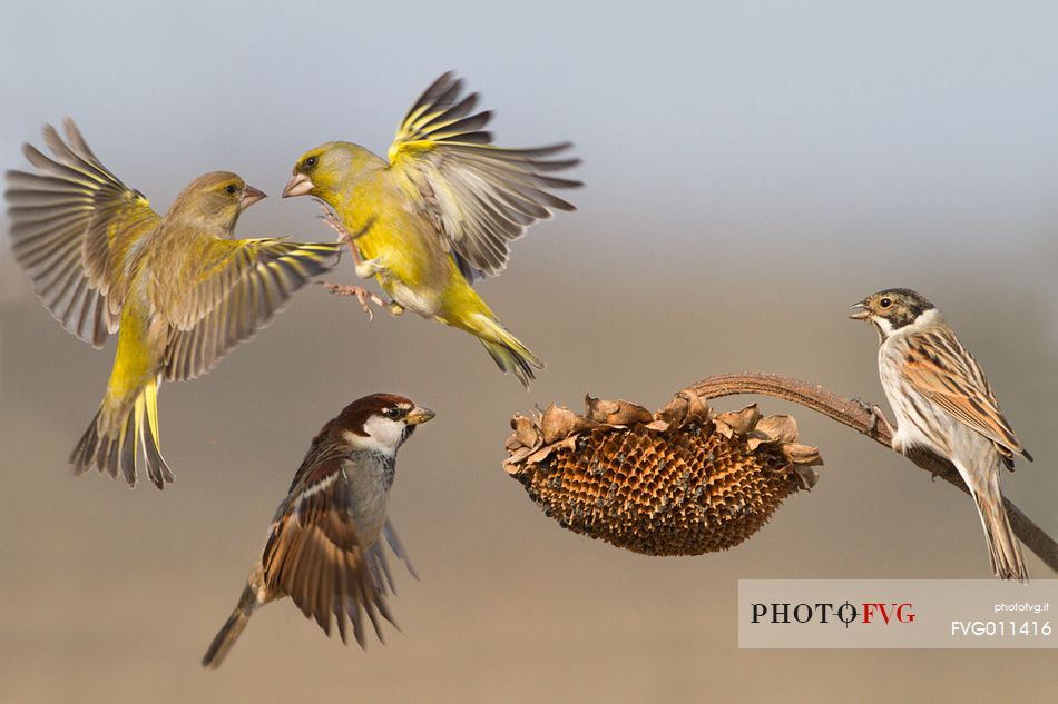 Greenfinch, Italian sparrow, Common reed bunting