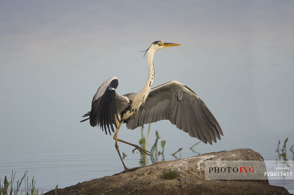 Grey heron