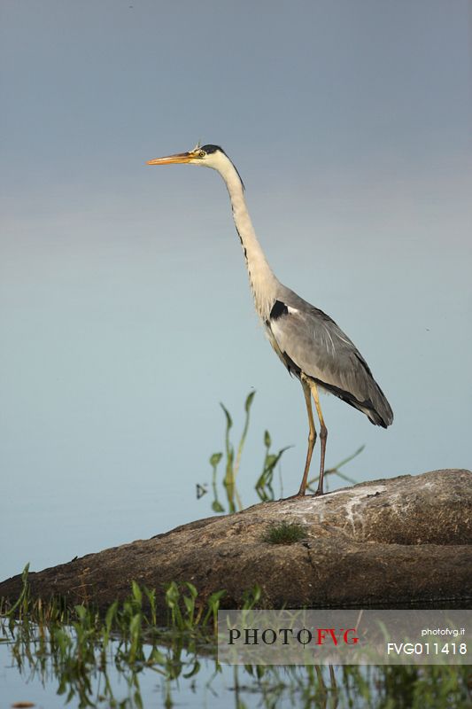 Grey heron