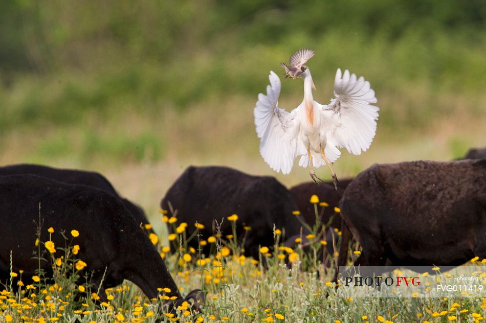 Cattle egret, Italian sparrow