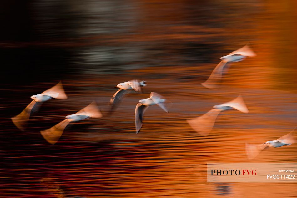 Black-headed gulls in flight in warm light