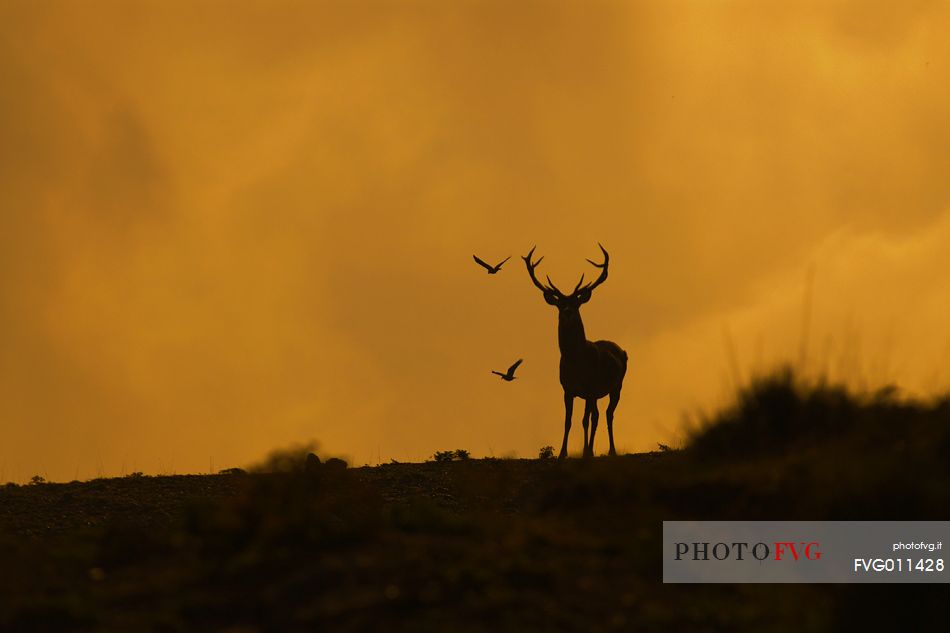 Backlit red deer