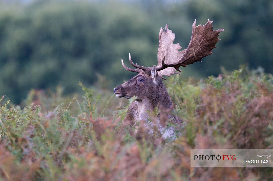 Fallow deer