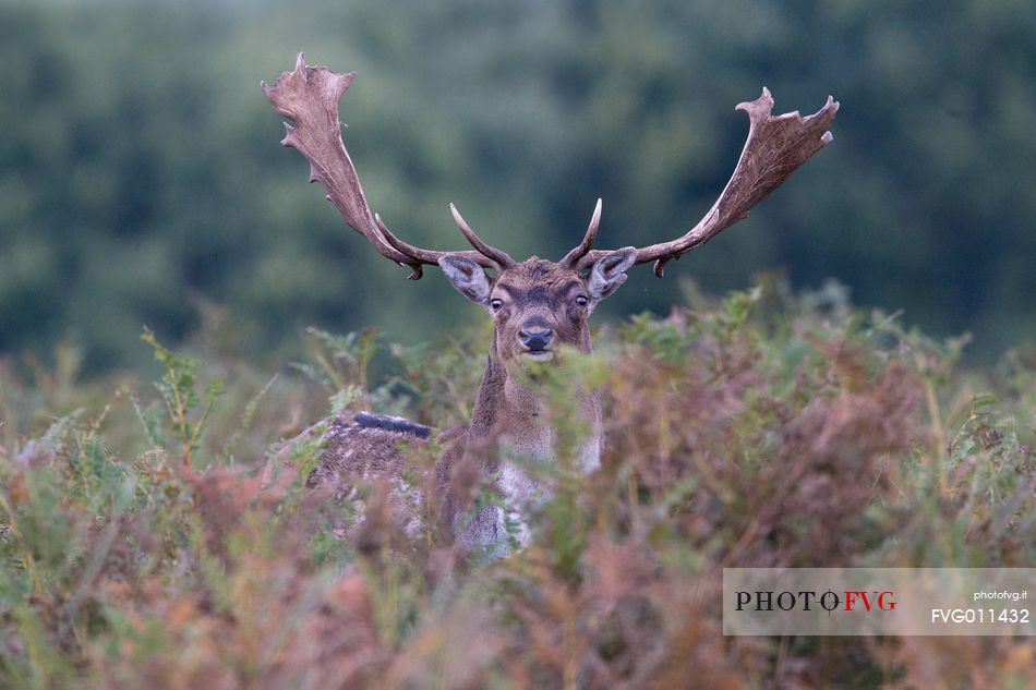 Fallow deer