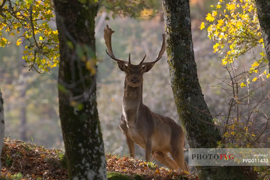 Fallow deer