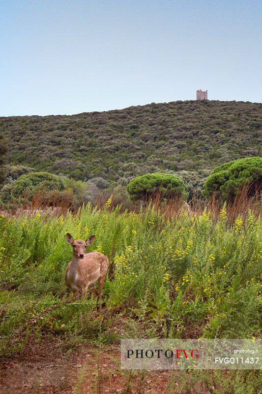 Fallow deer