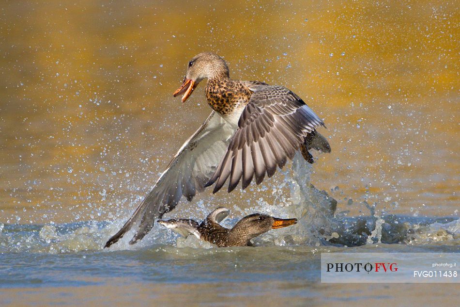 Gadwall