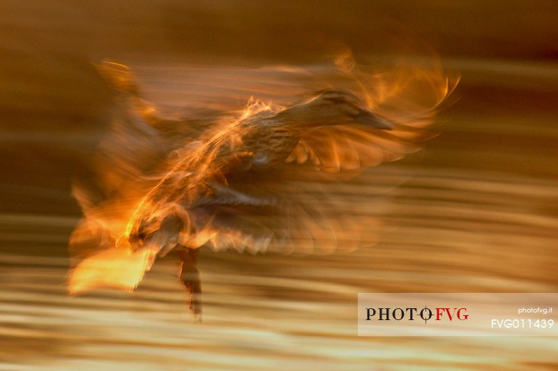 Mallard in backlit flight