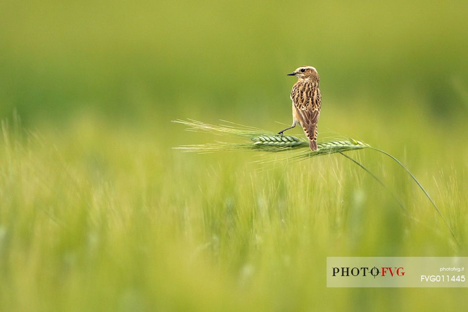 Whinchat