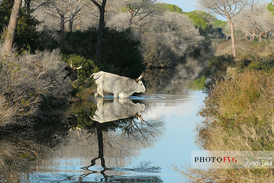 Maremmana, typical italian cow, crossing a small river in a wood